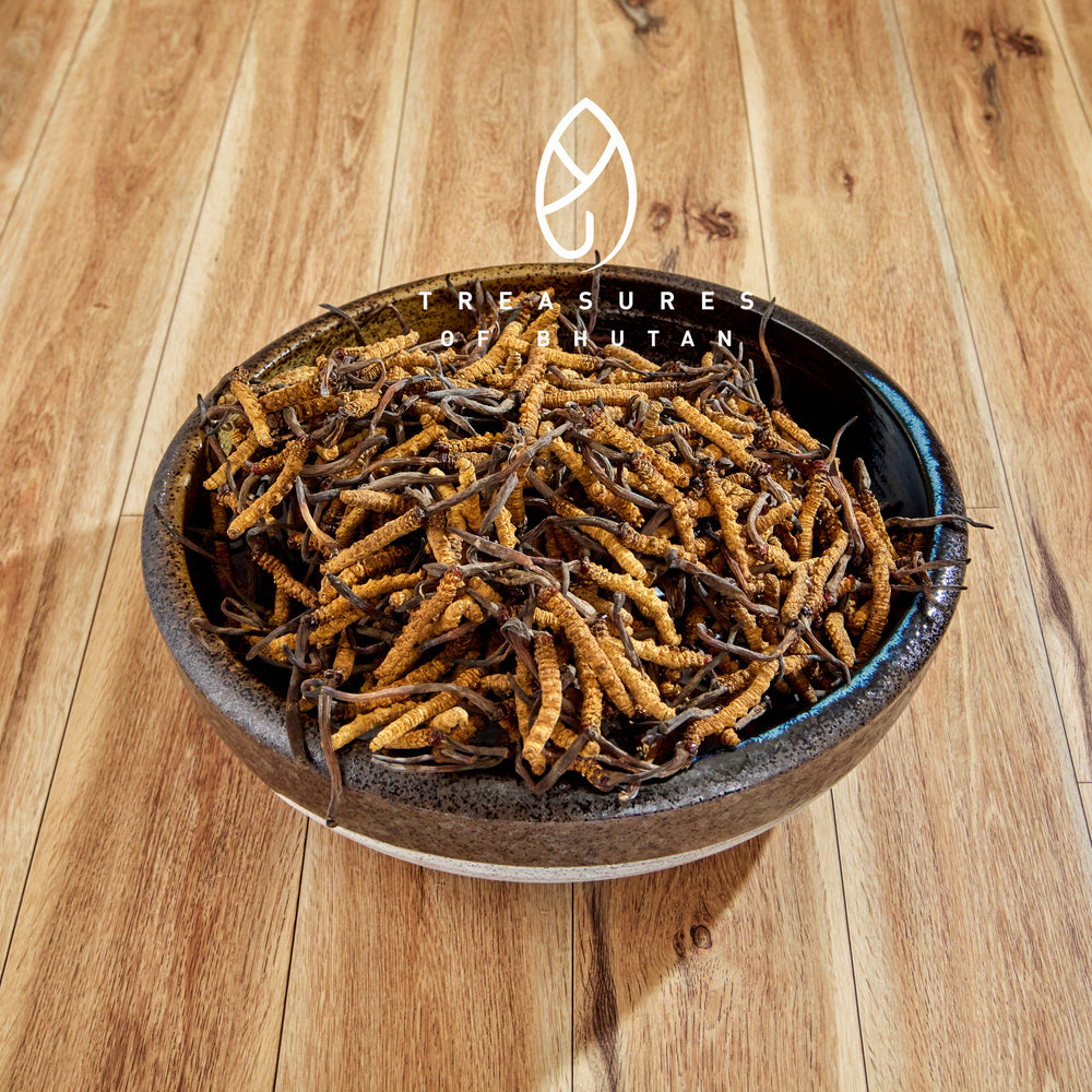 Bhutan WILD Cordyceps