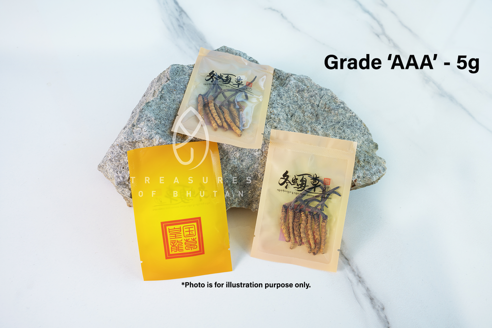 Bhutan WILD Cordyceps - Grade 'AAA'